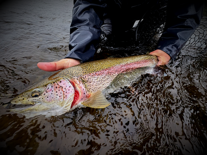 Alaska Rainbow Trout / Goodnews River