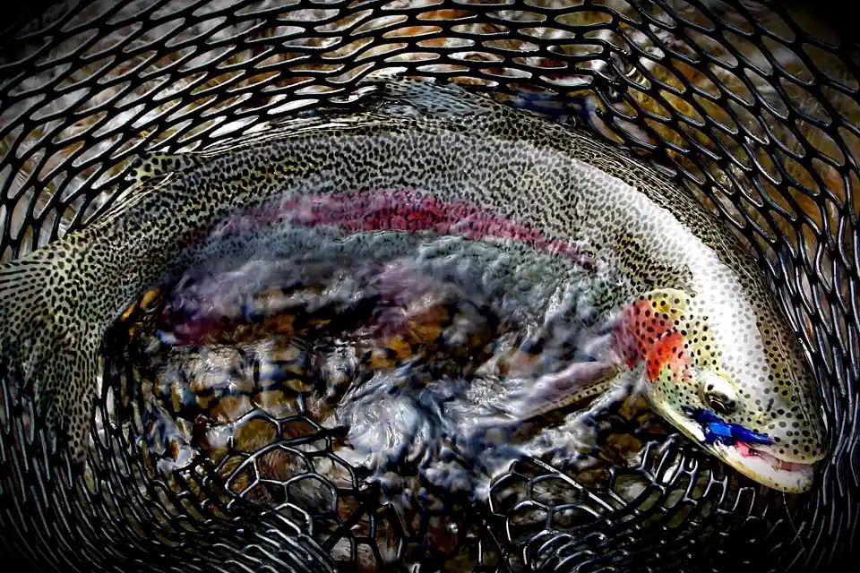 Rainbow Trout Arolik River Float Fishing Trip