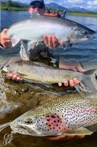 Rainbow, Grayling and Coho