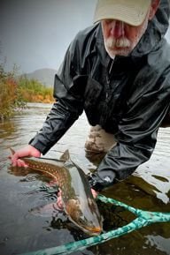 Arctic Char