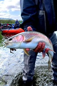 Rainbow Trout