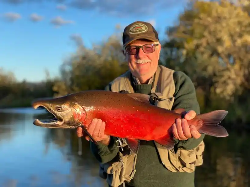 Blushed Coho on the Togiak River - Togiak NWR