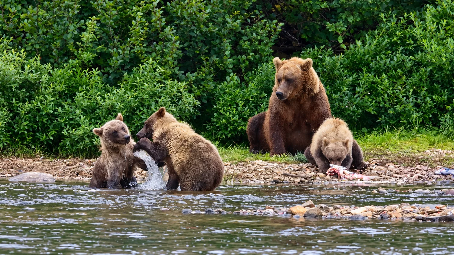 Adult brown bear and three cubs along a river