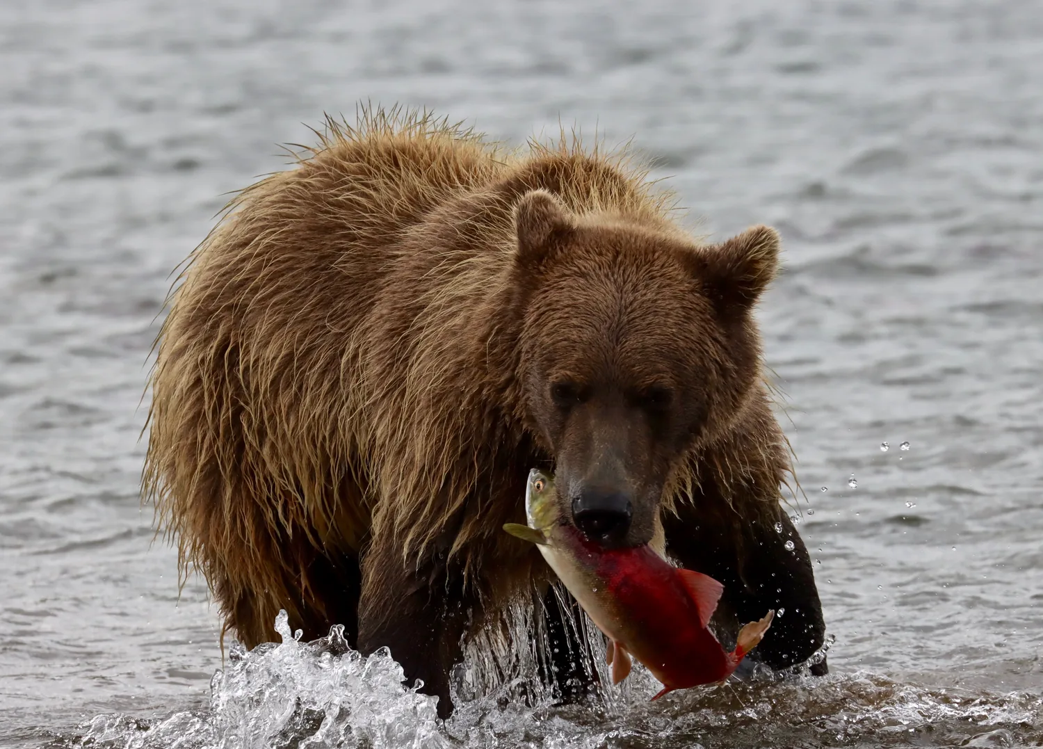 Brown bear holding a sockeye salmon in the water