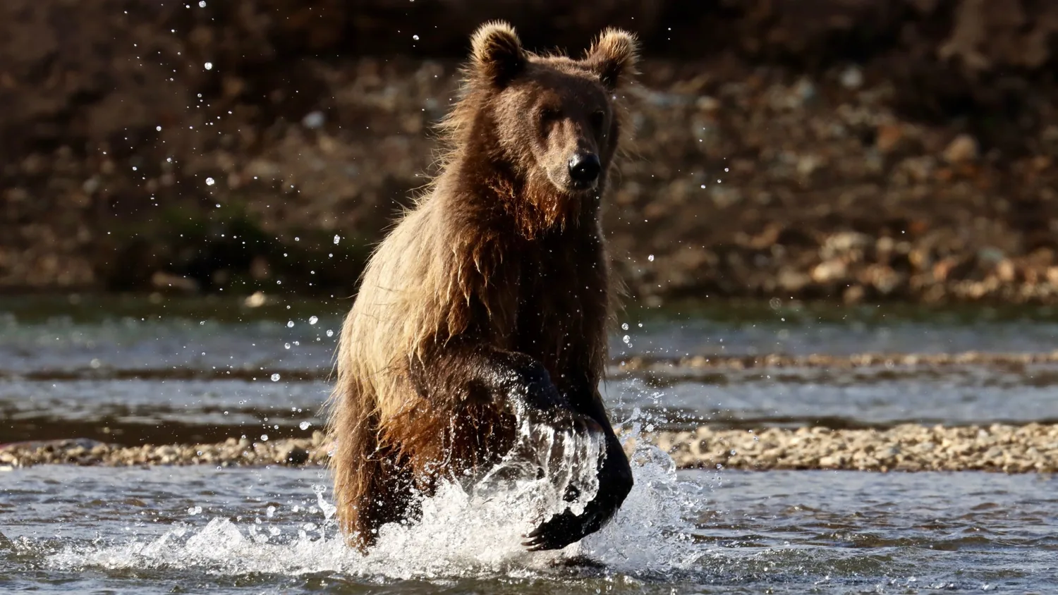 Brown bear splashing in shallow river water