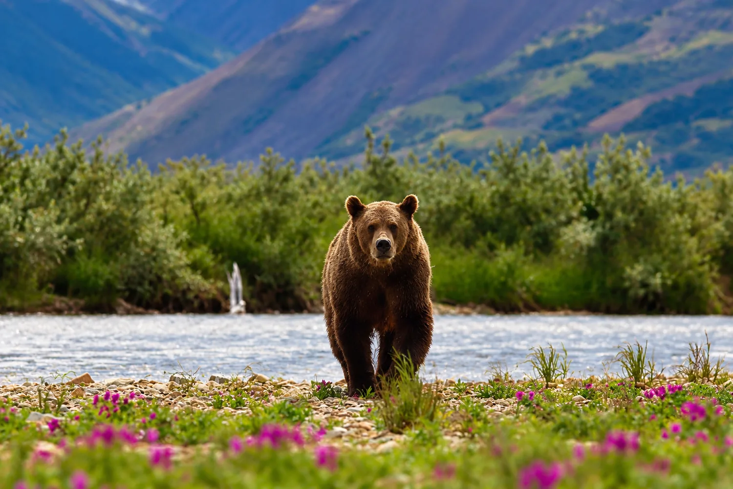 Brown bear approaching along a riverbank with wildflowers