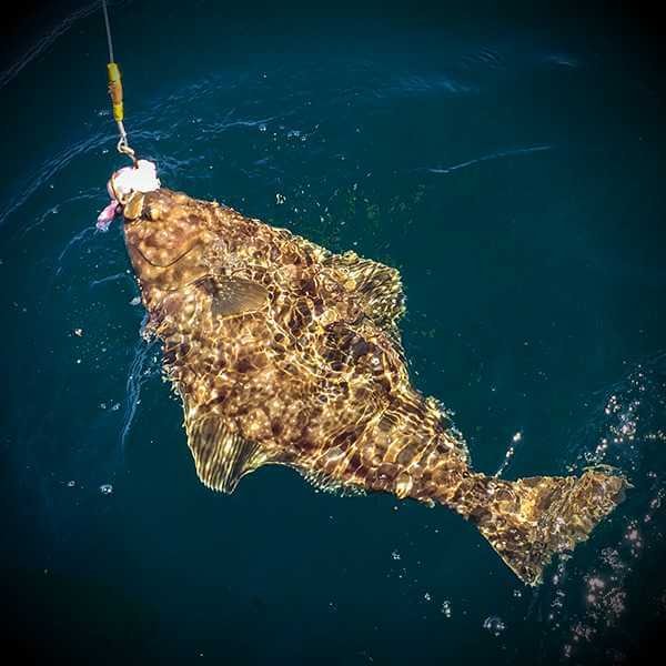 Alaska Halibut caught by a client of a partner outfitter