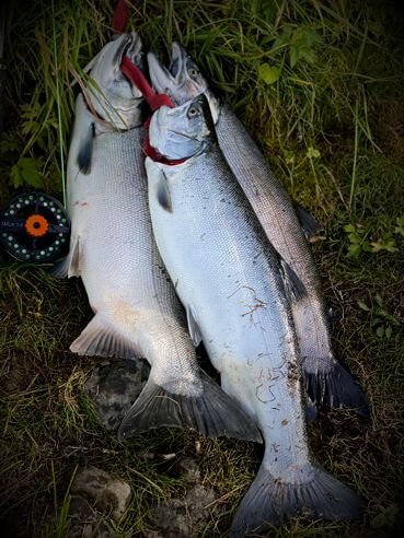 ADFG - Alaska Fishing License Information
