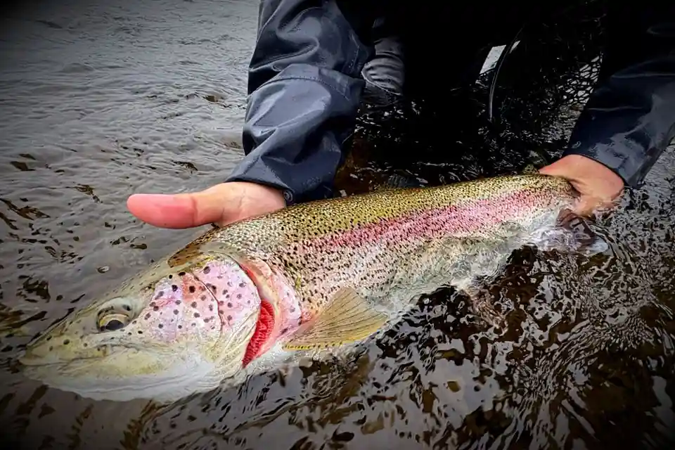 Leopard Rainbow just before release on the Goodnews River