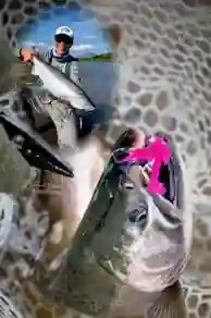 Coho Salmon